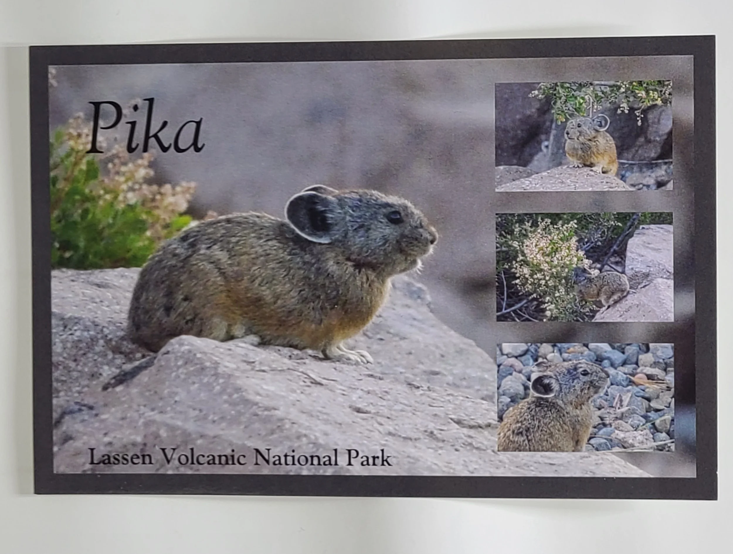 Pika Postcard — Lassen Association | Peak Your Curiosity